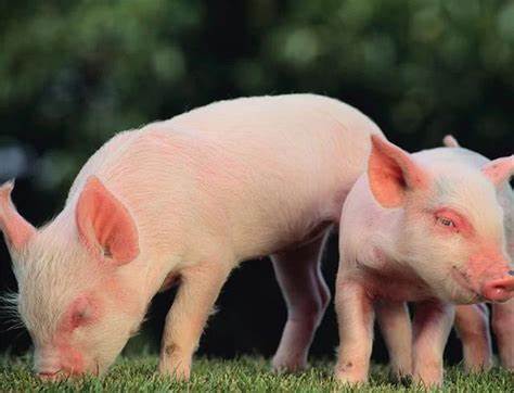 豬股大幅反彈的背后 豬價見底了嗎？