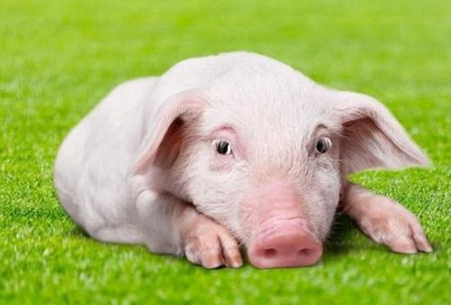 生肖豬的朋友，12月將有貴人來圓你20年的愿望，看看他是誰