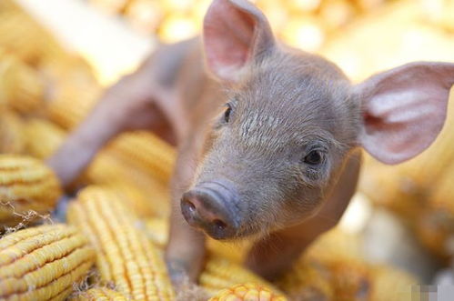 4月23號(hào)，屬豬人需謹(jǐn)慎應(yīng)對(duì)潛在挑戰(zhàn)