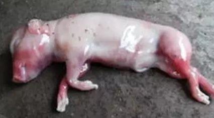 解析母豬死胎增多的十大原因 山東綠都-豬博士的專業(yè)視角