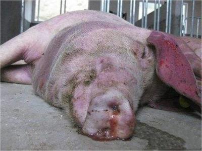 豬咳嗽喘氣總治不好？專家教你一招，科學(xué)治愈呼吸道疾病