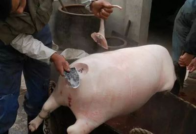 豬羊之間 那些年，我們守在鍋邊的童年滋味