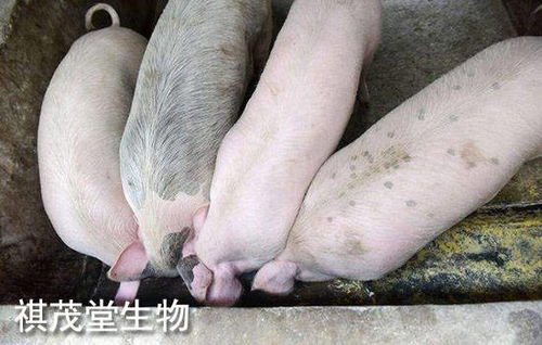 2022年生豬業(yè) 以“三高”開局，以深度調(diào)整收尾